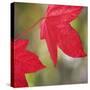 Festive Maple III-Rita Crane-Stretched Canvas