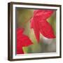 Festive Maple III-Rita Crane-Framed Photographic Print