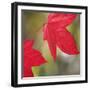 Festive Maple III-Rita Crane-Framed Photographic Print