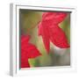 Festive Maple III-Rita Crane-Framed Photographic Print