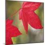 Festive Maple III-Rita Crane-Mounted Photographic Print