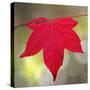 Festive Maple IV-Rita Crane-Stretched Canvas