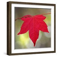 Festive Maple IV-Rita Crane-Framed Photographic Print