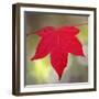 Festive Maple IV-Rita Crane-Framed Photographic Print