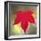 Festive Maple IV-Rita Crane-Framed Photographic Print