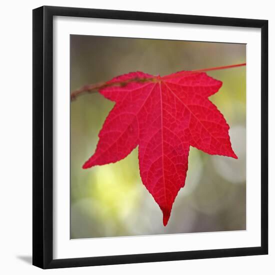 Festive Maple IV-Rita Crane-Framed Photographic Print