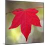 Festive Maple IV-Rita Crane-Mounted Photographic Print