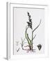 Festuca Arenaria Creeping Fescue-Grass-null-Framed Giclee Print