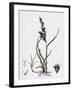 Festuca Arenaria Creeping Fescue-Grass-null-Framed Giclee Print