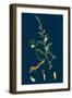 Festuca Sciuroides; Barren Fescue-Grass-null-Framed Giclee Print