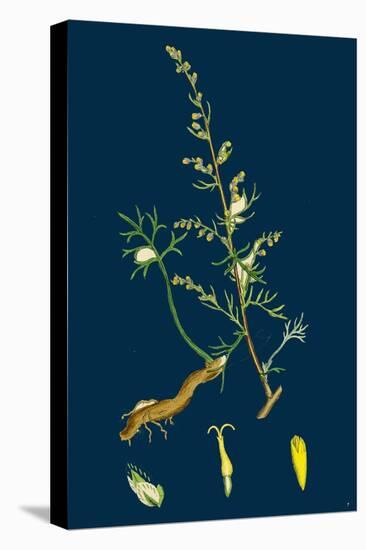 Festuca Sciuroides; Barren Fescue-Grass-null-Stretched Canvas