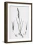 Festuca Sciuroides Barren Fescue-Grass-null-Framed Giclee Print