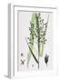 Festuca Sylvatica Var. Genuina Wood Fescue-Grass Var. A-null-Framed Giclee Print