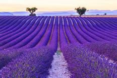 Lavender Field Summer Sunset Landscape with Two Tree near Valensole.Provence,France-Fesus Robert-Laminated Photographic Print