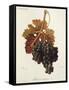 Feteasca Neagra Grape-J. Troncy-Framed Stretched Canvas