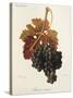 Feteasca Neagra Grape-J. Troncy-Stretched Canvas