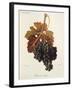 Feteasca Neagra Grape-J. Troncy-Framed Giclee Print