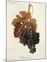 Feteasca Neagra Grape-J. Troncy-Mounted Giclee Print