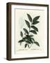 Fetterbush, Andromeda Axillaris. Handcoloured Stipple Engraving by Moret after an Illustration by P-Pierre-Joseph Redouté-Framed Giclee Print