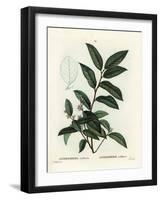 Fetterbush, Andromeda Axillaris. Handcoloured Stipple Engraving by Moret after an Illustration by P-Pierre-Joseph Redouté-Framed Giclee Print