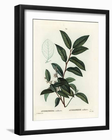 Fetterbush, Andromeda Axillaris. Handcoloured Stipple Engraving by Moret after an Illustration by P-Pierre-Joseph Redouté-Framed Giclee Print