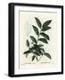 Fetterbush, Andromeda Axillaris. Handcoloured Stipple Engraving by Moret after an Illustration by P-Pierre-Joseph Redouté-Framed Giclee Print