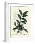 Fetterbush, Andromeda Axillaris. Handcoloured Stipple Engraving by Moret after an Illustration by P-Pierre-Joseph Redouté-Framed Giclee Print