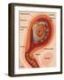 Fetus Illustration-Gwen Shockey-Framed Giclee Print