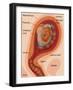 Fetus Illustration-Gwen Shockey-Framed Giclee Print