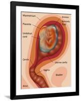 Fetus Illustration-Gwen Shockey-Framed Premium Giclee Print