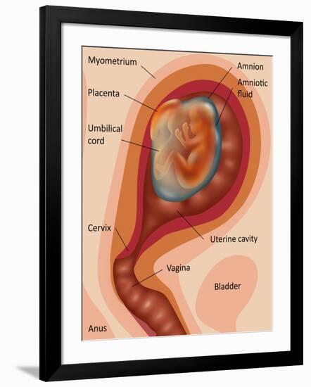 Fetus Illustration-Gwen Shockey-Framed Premium Giclee Print