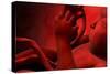 Fetus Inside Womb-Stocktrek Images-Stretched Canvas
