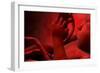 Fetus Inside Womb-Stocktrek Images-Framed Art Print