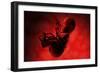 Fetus Inside Womb-Stocktrek Images-Framed Art Print