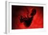 Fetus Inside Womb-Stocktrek Images-Framed Art Print