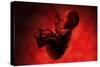 Fetus Inside Womb-Stocktrek Images-Stretched Canvas