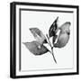 Feuille I-Melissa Wang-Framed Art Print