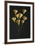 Feuilles de Ginkgo-Paul Taylor-Framed Art Print