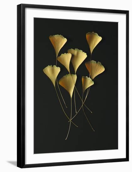 Feuilles de Ginkgo-Paul Taylor-Framed Art Print