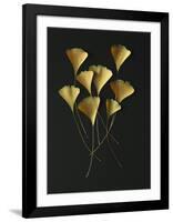 Feuilles de Ginkgo-Paul Taylor-Framed Art Print