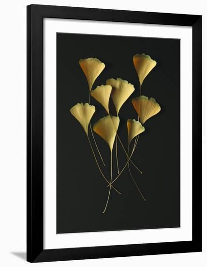 Feuilles de Ginkgo-Paul Taylor-Framed Art Print