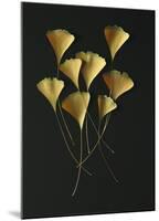 Feuilles de Ginkgo-Paul Taylor-Mounted Art Print