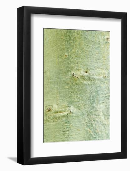 Fever Tree (Acacia xanthophloea) close-up of bark, Western Cape-Krystyna Szulecka-Framed Photographic Print