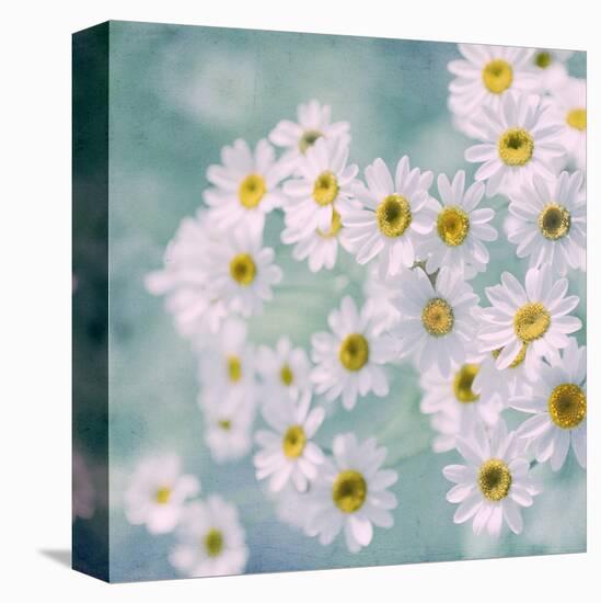 Feverfew II-Judy Stalus-Stretched Canvas