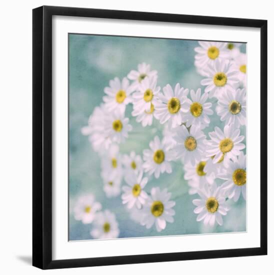 Feverfew II-Judy Stalus-Framed Art Print