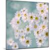 Feverfew II-Judy Stalus-Mounted Art Print