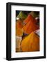 Fez, Morocco. Colorful ground spices tower shaped, farmers market-Jolly Sienda-Framed Photographic Print