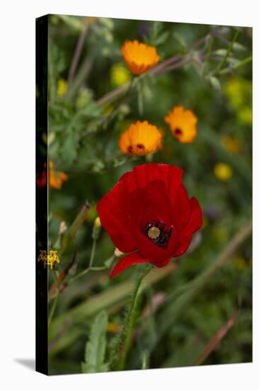 Fez, Morocco. Red poppy and orange flowers in a field-Jolly Sienda-Stretched Canvas