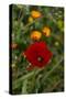 Fez, Morocco. Red poppy and orange flowers in a field-Jolly Sienda-Stretched Canvas