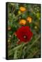 Fez, Morocco. Red poppy and orange flowers in a field-Jolly Sienda-Framed Stretched Canvas